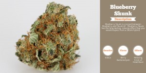 (Blueberry Skunk and Nobama Diesel are on sale at the Cannabis Country Store this Friday)
