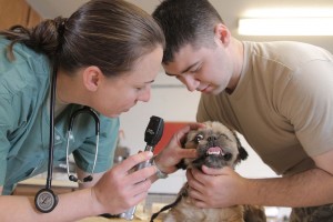 (A veterinarian works with pets in this Wikimedia Commons image)