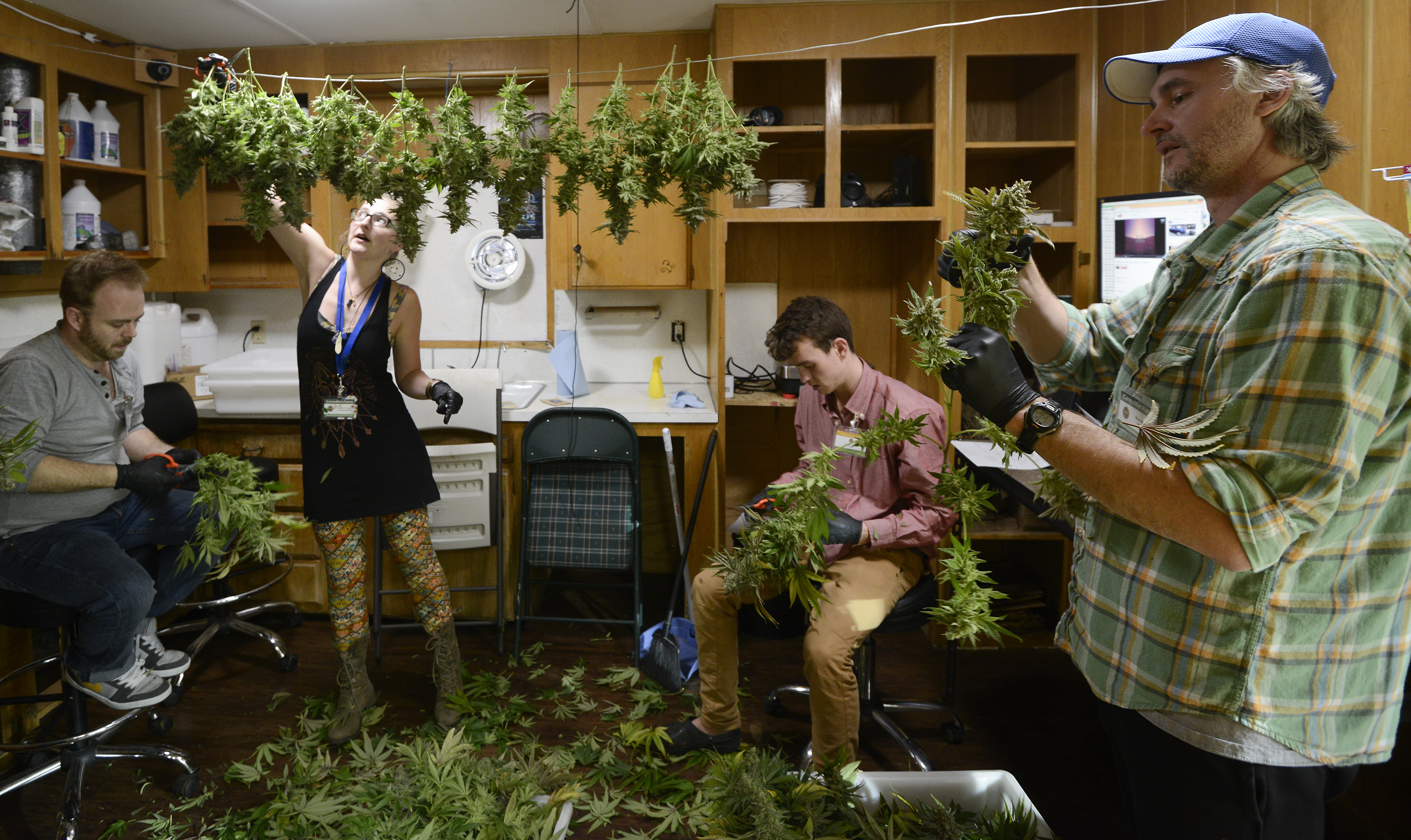 Marijuana Trimmers At Ground Level Of An Emerging Industry Marijuana Trimmers At Ground Level Of An Emerging Industry