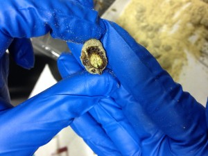 Cross section of a Bud Bomb.