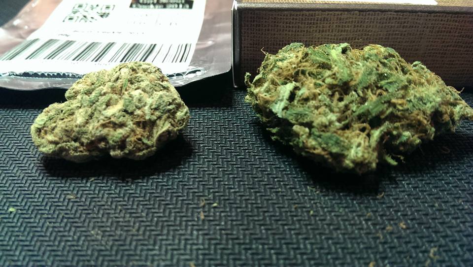 (Girl Scout Cookie from Cannasol Farms on the left, Pineapple Kush from Monkey Grass Farms on the right - Alex Redbud)