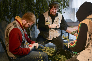 Hunter Lauritsen, from left, and Maisen Ochoa trim the leaves from marijuana plants at Tom Lauerman's medical marijuana farm. The men wore vests with toxin monitoring devices that were collecting microbes from the air for the National Institute for Occupational Safety and Health. (Ariane Kunze/The Columbian)