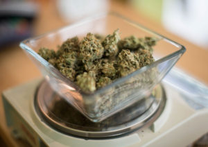Marijuana is weighed for sale. (OPB files)