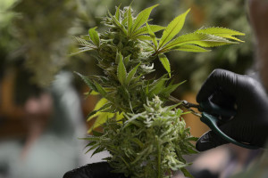 While recreational marijuana is legal in both Oregon and Washington, it is still illegal for minors. (Ariane Kunze/The Columbian)
