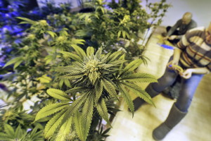 FILE - In this Dec. 31, 2013 file photo, employees tends to marijuana plants at a grow house in Denver. According to law enforcement officials, Colorado?s legal marijuana marketplace is in some cases serving as cover for a host of illegal drug traffickers who hide their product among the state?s many legal growing operations, then covertly ship it elsewhere and pocket millions of dollars from its sale. (AP Photo/Brennan Linsley, file)