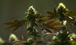Medical marijuana grows at Jeff Smith's and Cassie Heckenkamp's property along the McKenzie River east of Springfield, Ore.  (Andy Nelson/The Register-Guard via AP, file)
