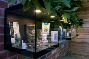Display cases inside GreenHead showcase several selections of the store's marijuana. 