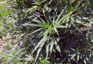 In this June 23, 2016, photo, plants mature on a hemp farm in Pueblo, Colo. Three years into the nation's hemp experiment, the crop's hazy market potential is starting to come into focus. Most of it is being pressed for therapeutic oils, not processed into rope or fabric or more traditional products. Authorized for research and experimental growth in the 2014 Farm Bill, hemp is being grown this year on about 6,900 acres nationwide, according to industry tallies based on state reports. (AP Photo/Kristen Wyatt) (Kristen Wyatt/Associated Press)