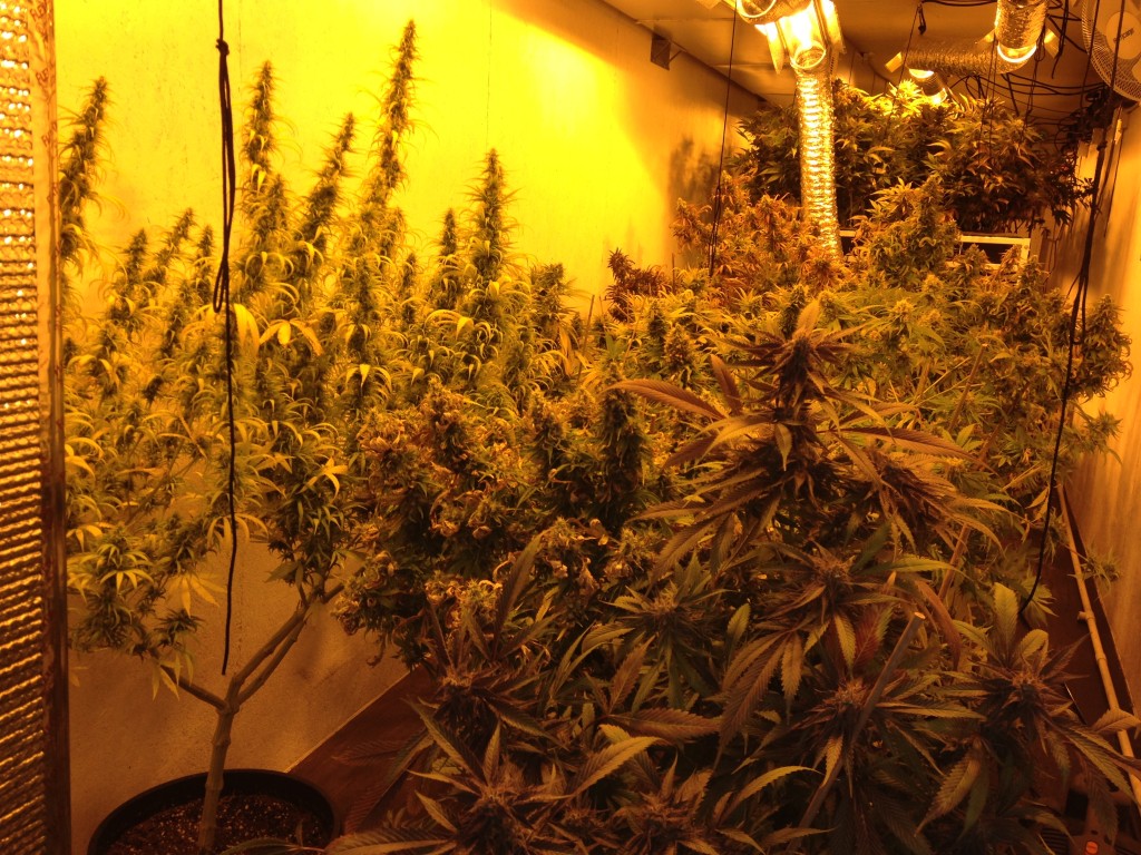 (Modern marijuana plants are far more potent and come in a much wider variety than ever before)