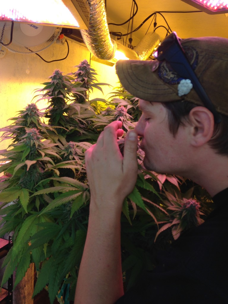 (Shane Wahl smells the bud flowers at CannaMan)