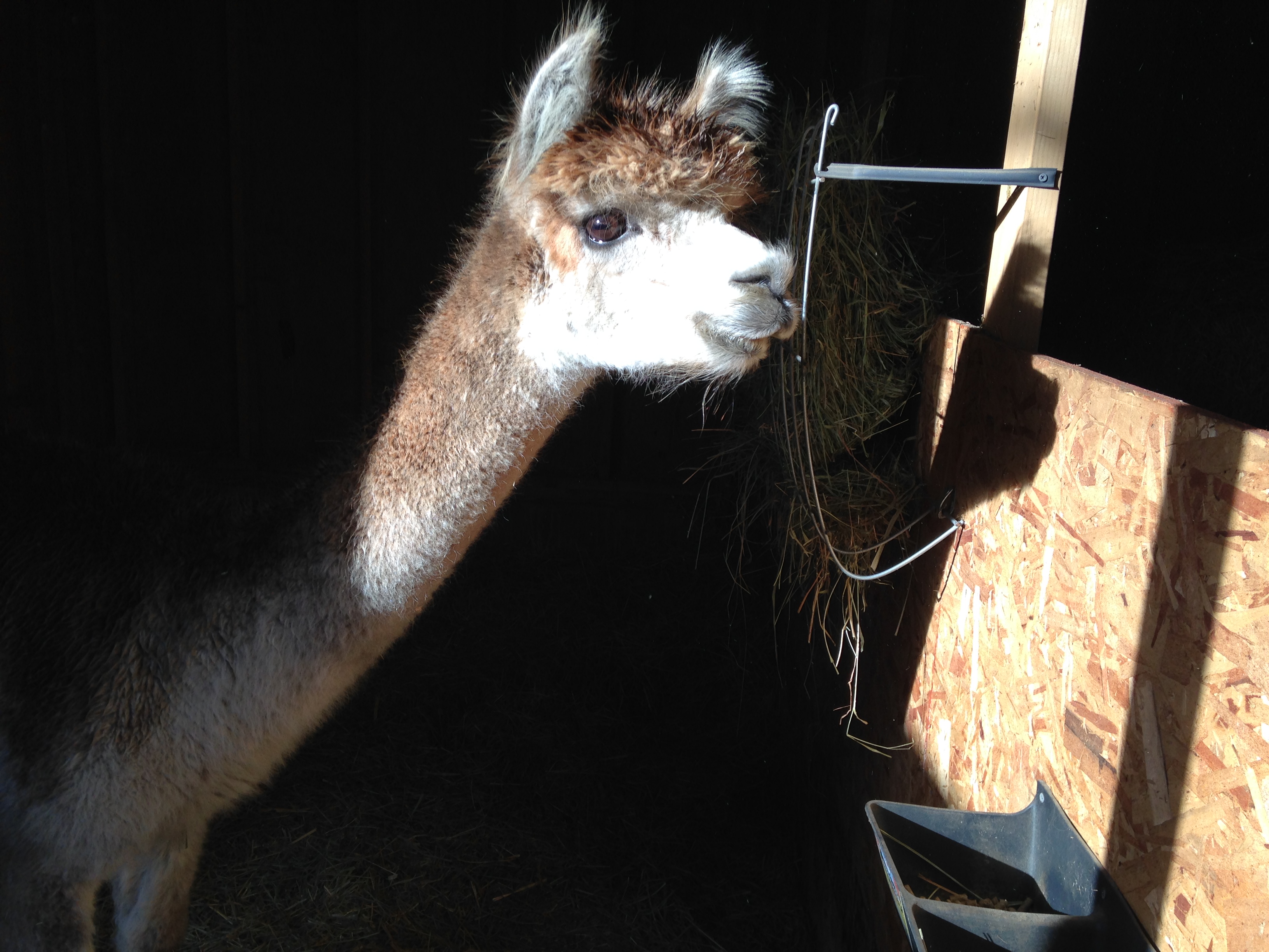 Meet The Grower Black Alpaca Cannabis Chronicles