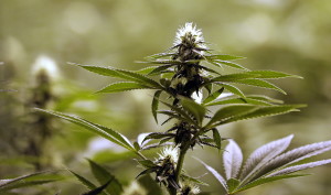 A flower nearly ready for harvest sits atop a mature marijuana plant at the Pioneer Production and Processing marijuana growing facility in Arlington. (AP Photo/Elaine Thompson, File)
