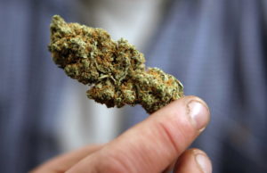 A bud of legally grown marijuana is held by a cancer patient in Portland, Maine. (Associated Press files)