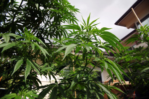 Plants grow at the home of Jeremy Nickle, in his backyard in Honolulu, Hawaii., on Wednesday, Feb. 17, 2016. Nickel, who owns Hawaiian Holy Smokes and is applying for a dispensary, grows a variety of strains and has a medical marijuana card.  (AP Photo/Marina Riker) (Marina Riker/Associated Press)