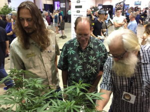 Judges rate marijuana plants at the Oregon Cannabis Grower's Fair marijuana plant competition in Salem, Ore., on Saturday, Aug. 13, 2016. Nine winners will be on display at the Oregon State Fair between Aug. 26 and Sept. 5, 2016, for the first time ever. The Oregon Cannabis Growers' Fair runs through the weekend in Salem, Oregon. (AP Photo/Gillian Flaccus)