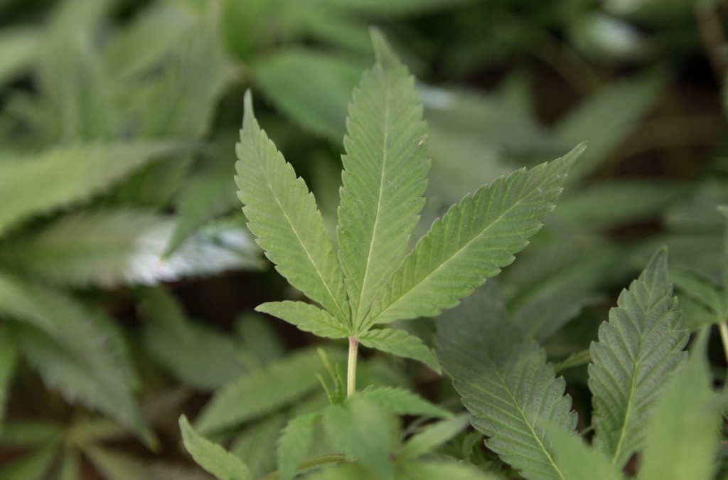 Marijuana clone plants (Jeff Chiu/AP)