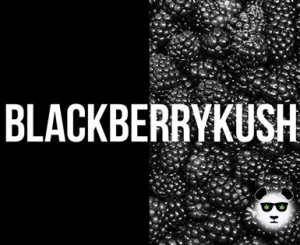 blackberry-kush385x316