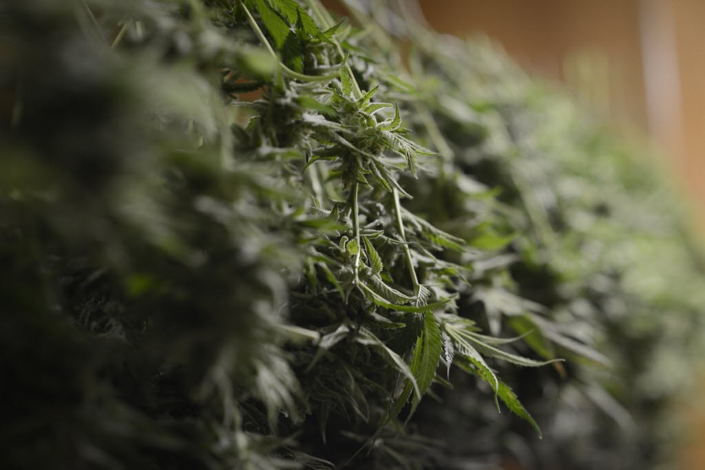 Marijuana plants waiting to be trimmed fill a backroom at CannaMan Farms on March 6, 2015. (Ariane Kunze/The Columbian)  