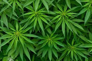 Marijuana plants (Columbian files)