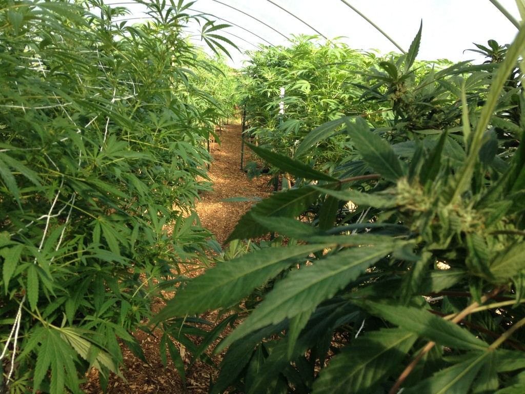 (Medical marijuana farm in Vancouver)